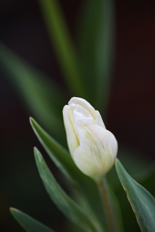 A Delicate White Tulip Bud by Joy Watson