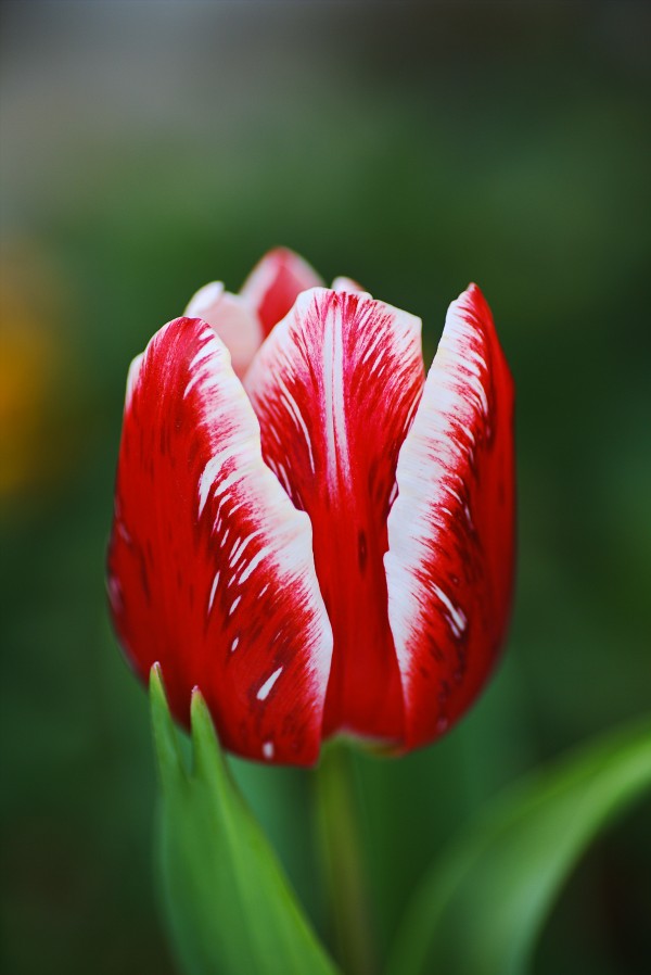 Tulip Red and White by Joy Watson