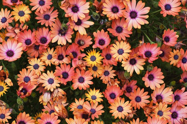 African Daisy Rich by Joy Watson
