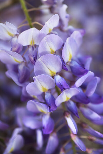 Wisteria Vine In Romance by Joy Watson