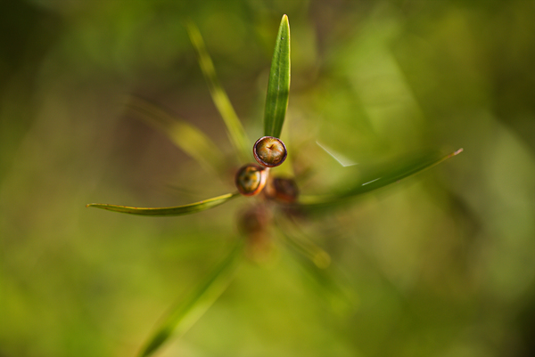 Tea Tree Buds Grow by Joy Watson