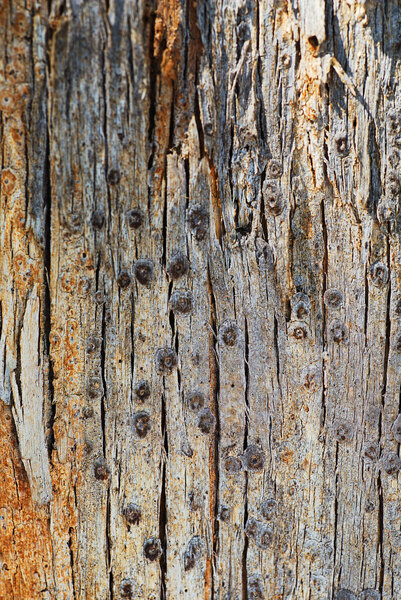  Eucalyptus Tree Bark Design by Joy Watson
