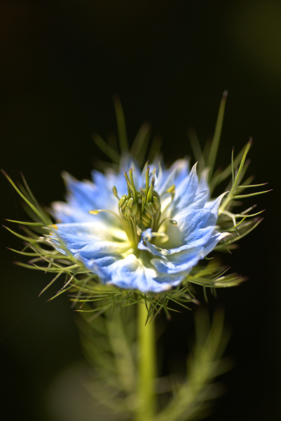 Nigella Flower Blues by Joy Watson