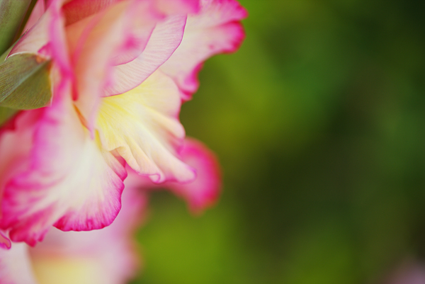 Gladioli Flower Whispers by Joy Watson