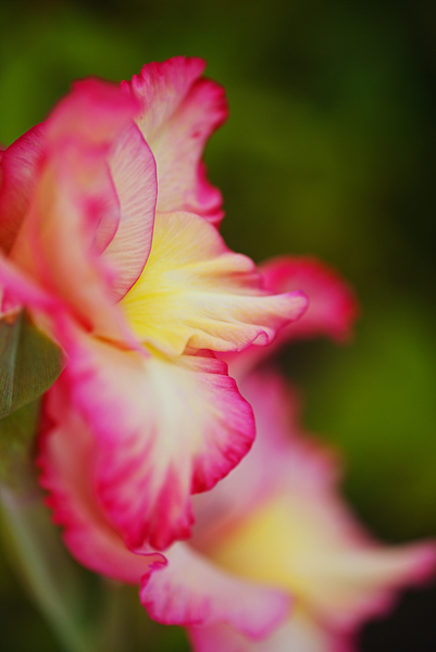 Gladioli Flower Elegance  by Joy Watson