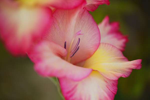 Gladioli Flower One In Bloom  by Joy Watson