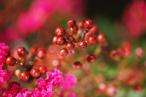 Crepe Myrtle Pink Buds  by Joy Watson