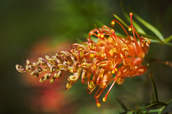 Grevillea Superb In Hot Summer by Joy Watson