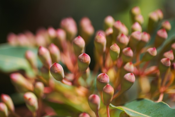 Eucalyptus Corymbia Ficifolia Flower Buds by Joy Watson