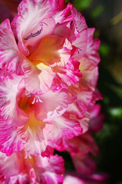 Gladioli Flower Pink Totally Open by Joy Watson