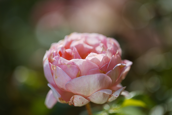 Pink Hued Gold Rose by Joy Watson