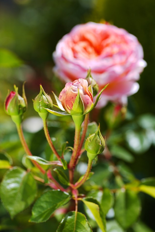 Abraham Darby With Four Rose Buds by Joy Watson