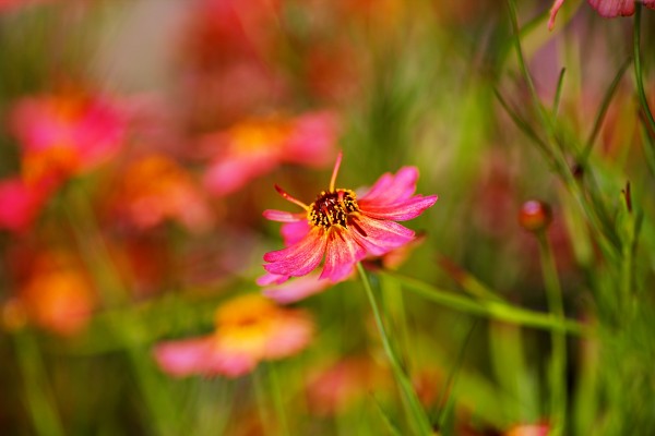 Rum Punch Plant Coreopsis Whispering by Joy Watson