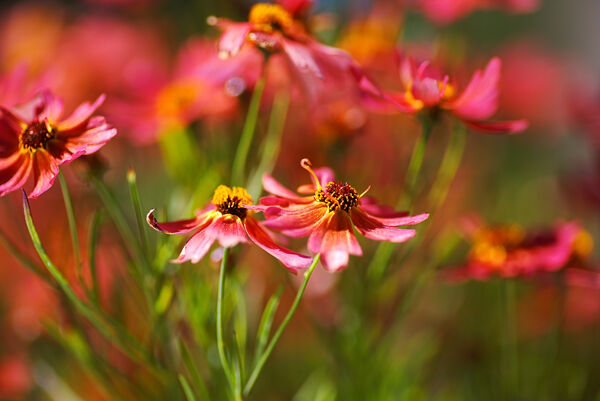 Rum Punch Plant Coreopsis Summer by Joy Watson