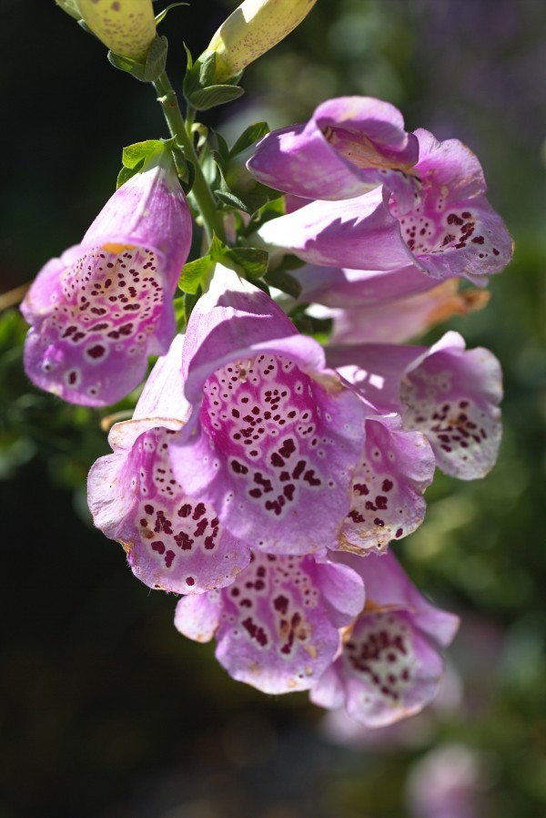 Foxglove Mauve Display  by Joy Watson