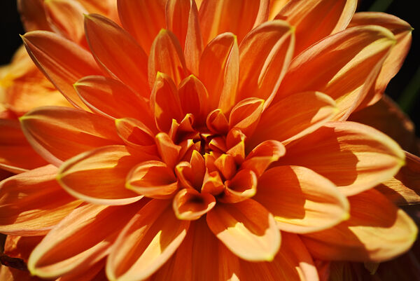Orange Dinner Plate Dahlia Bloom by Joy Watson