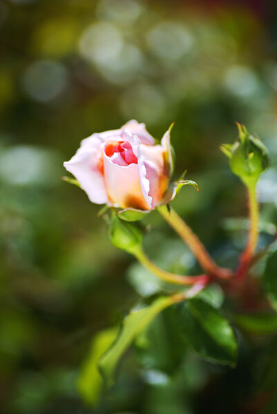 Abraham Darby Rose Pinks by Joy Watson