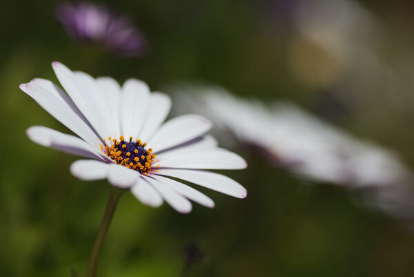 White Cape Daisy Flower by Joy Watson