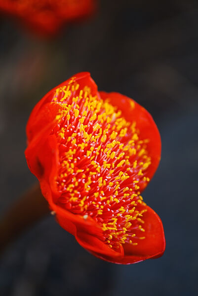 Red Paintbrush Lily by Joy Watson
