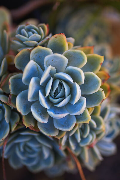 Succulent In Blues by Joy Watson