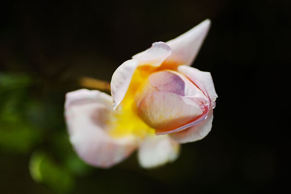 Autumn Pink Rose by Joy Watson