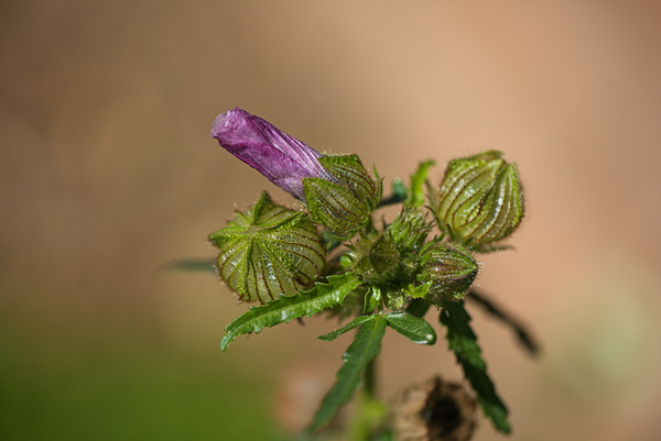 Hibiscus Purple Bud With Pleats by Joy Watson