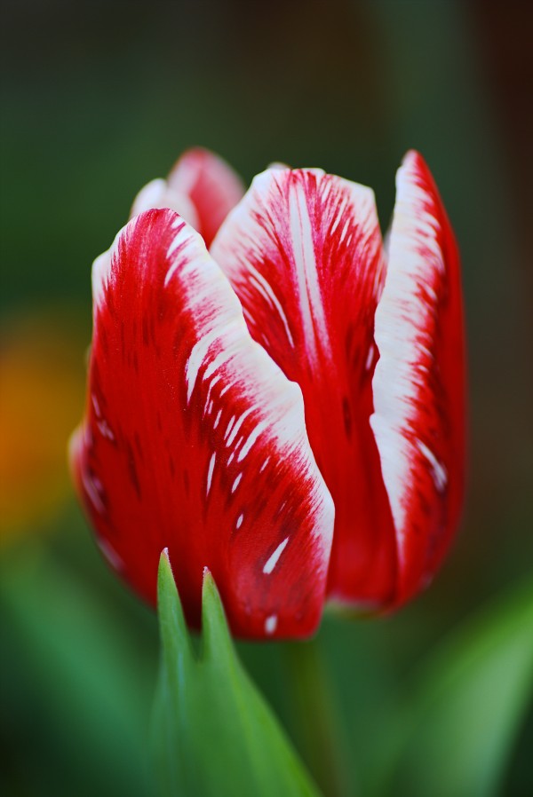 Red and White Tulip In Flower  by Joy Watson
