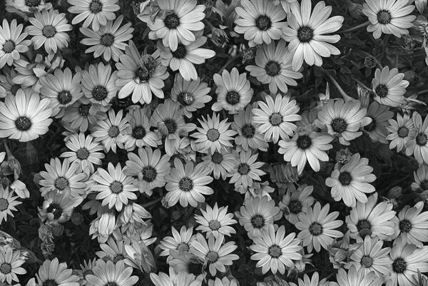 African Daisy Zion In BW  by Joy Watson