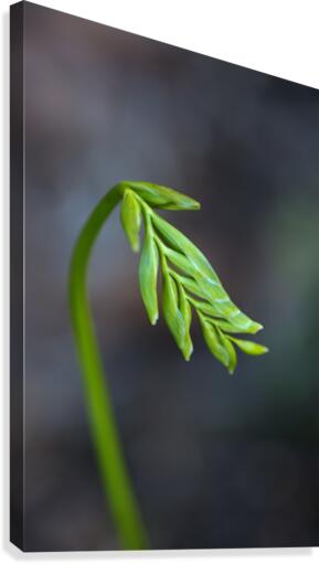Freesia Waking Up Canvas Print