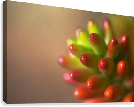 Cactus Romance Canvas Print