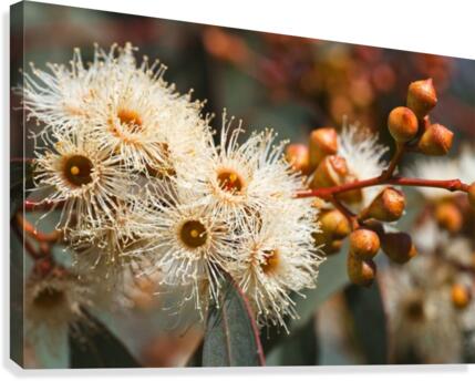 Spring Eucalyptus Flowers Canvas Print
