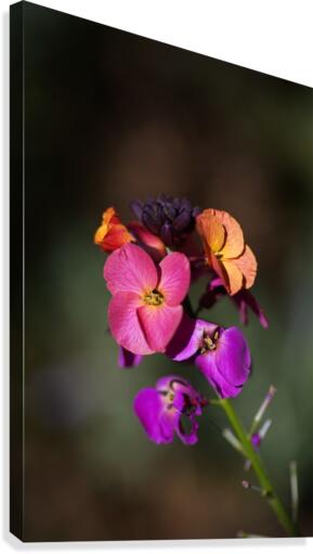 Wallflower Canvas Print