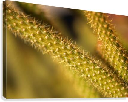 Cactus Spikes Canvas Print
