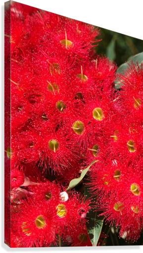 Australian Native Eucalyptus Canvas Print