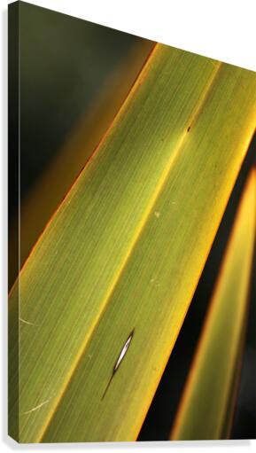 Long Leaf Canvas Print