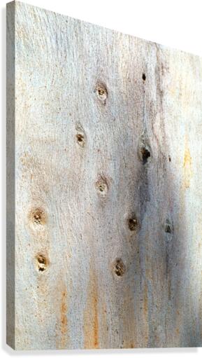 Eucalyptus Trunk Knots Canvas Print