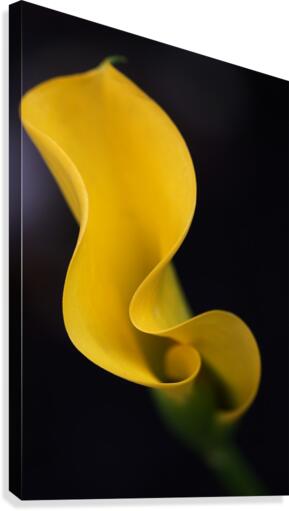 Calla Lily Canvas Print