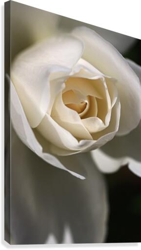 Soft White Rose Canvas Print