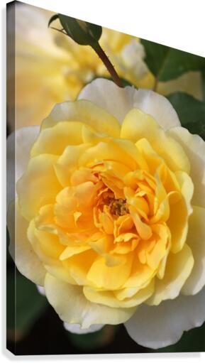Yellow Rose Canvas Print