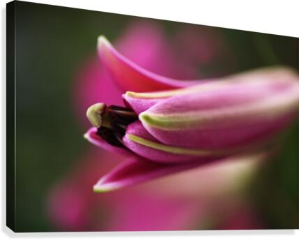 Lily Bud Canvas Print