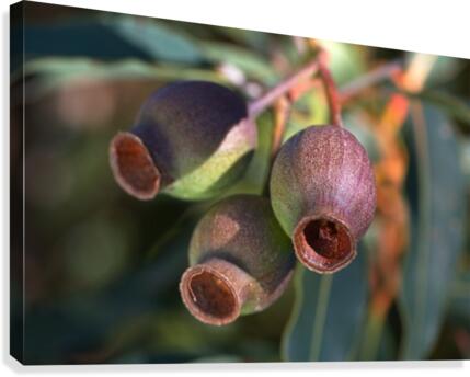 Gum Nuts  Canvas Print