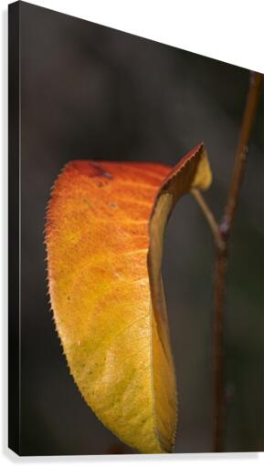 Leaf Solo Canvas Print