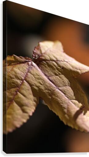 leaf Textures Canvas Print