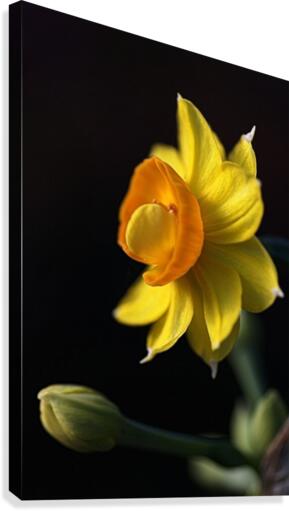 Daffodil Delight Canvas Print