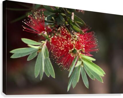 Bottlebrush Flower Canvas Print