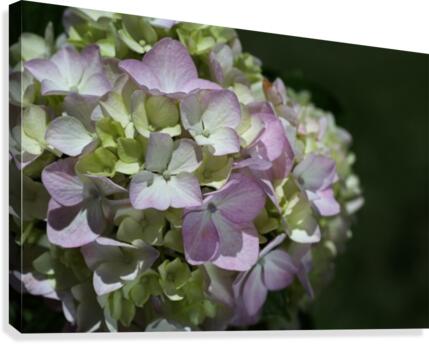 Hydrangea Flower Canvas Print