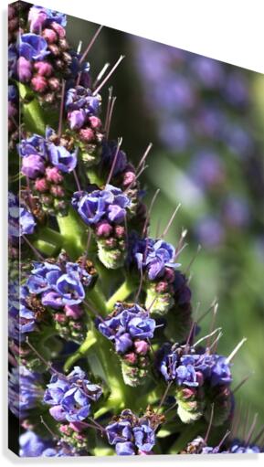 Veronica Flower Canvas Print