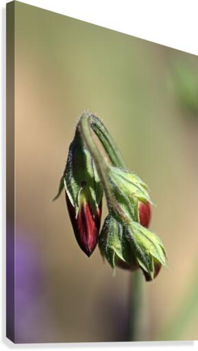 Split Pea Buds Canvas Print