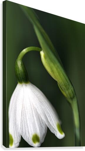 SPRING SNOWDROP FLOWER  Canvas Print