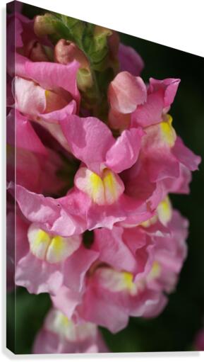 Snapdragon Pink Canvas Print